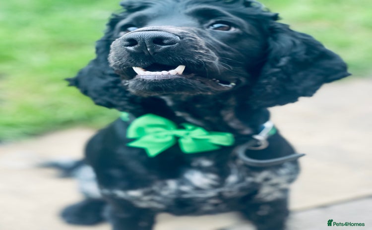 Cocker Spaniel dogs - Advert 1