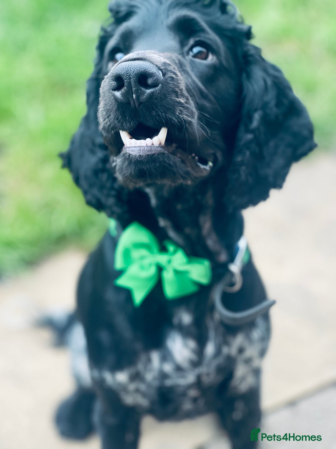Cocker Spaniel dogs for stud: Blue roan show cocker spaniel for stud  - Image 1