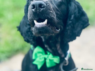 Cocker Spaniel dogs - Advert 7
