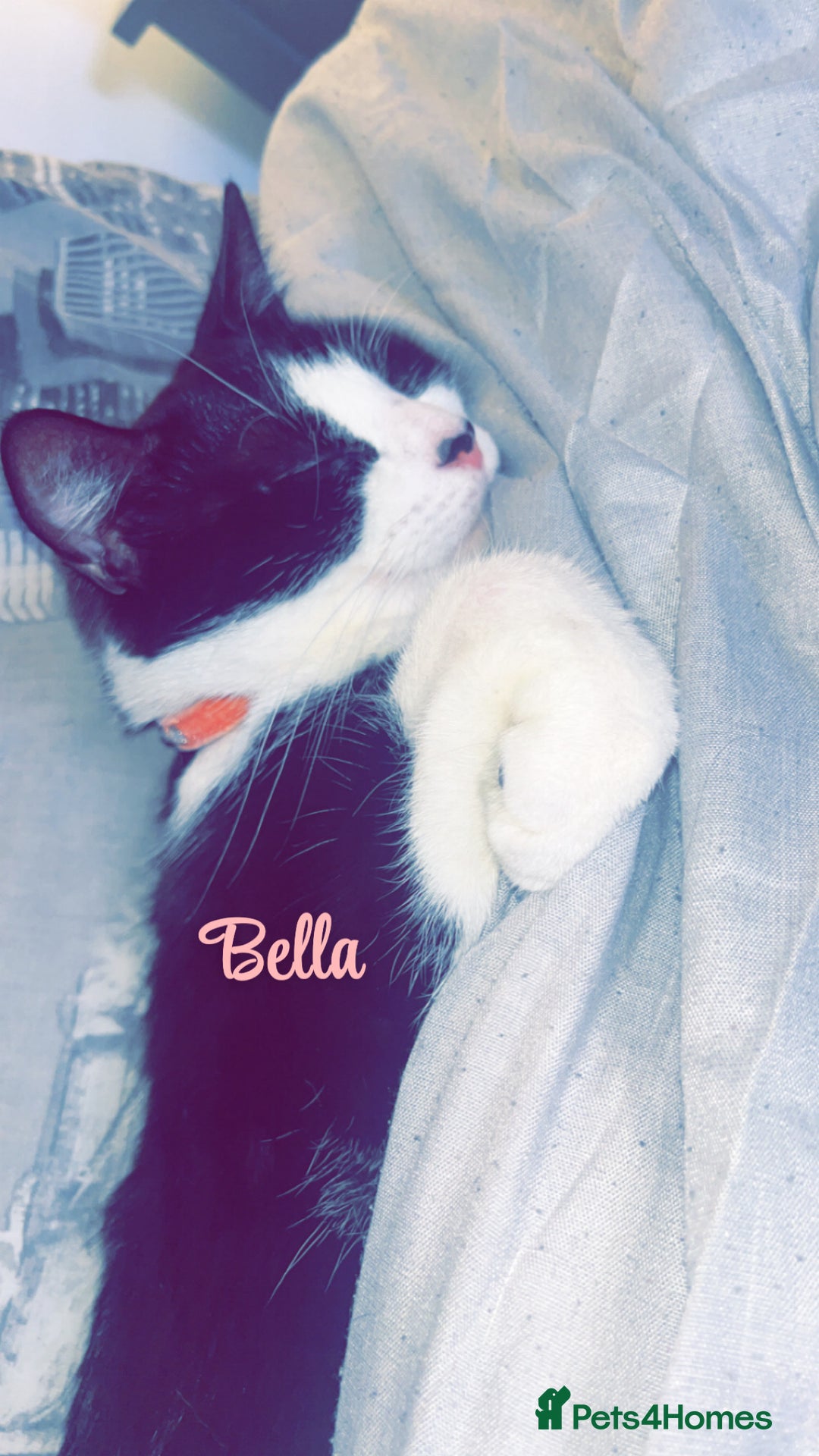 British Shorthair cats for sale: Female & male cat free to a lovely home - Image 5