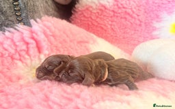 Cocker Spaniel dogs for sale: Stunning litter of show cocker spaniels  - Image 22