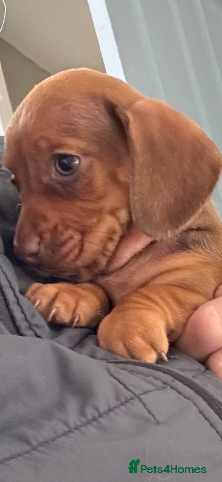 Dachshund dogs Miniature dachshund - Advert 13