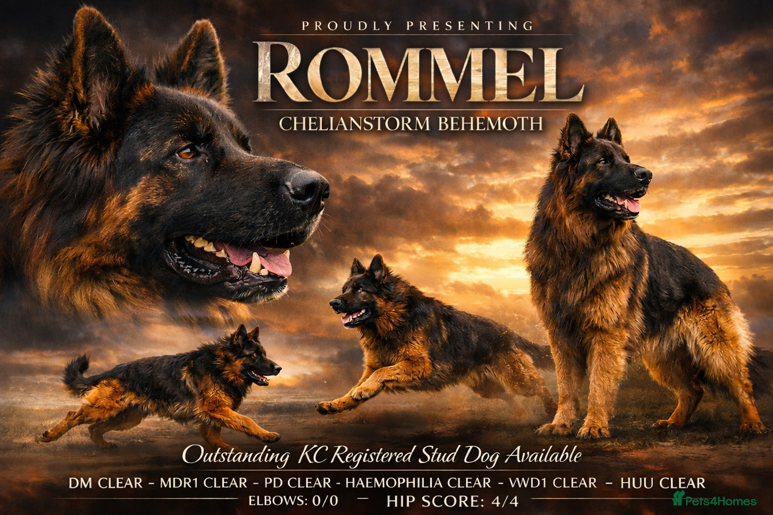 German Shepherd dogs KC REG FULLY HEALTH TESTED German Shepherd Stud in Macclesfield - Advert 3