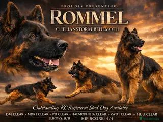 German Shepherd dogs KC REG FULLY HEALTH TESTED German Shepherd Stud - Advert 2
