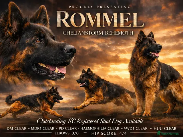 German Shepherd dogs KC REG FULLY HEALTH TESTED German Shepherd Stud - Advert 3