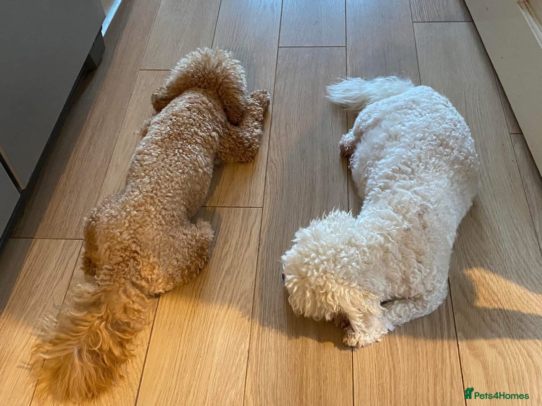 Cavapoo dogs for sale:  F1 poochons health tested parents 🐶 - Advert 10