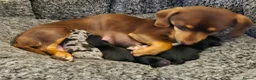 Chiweenie dogs for sale: Chiweenies  in Sandwich - Advert 15