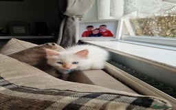Ragdoll cats for sale: Beautiful Ragdoll Kitten  - Image 15
