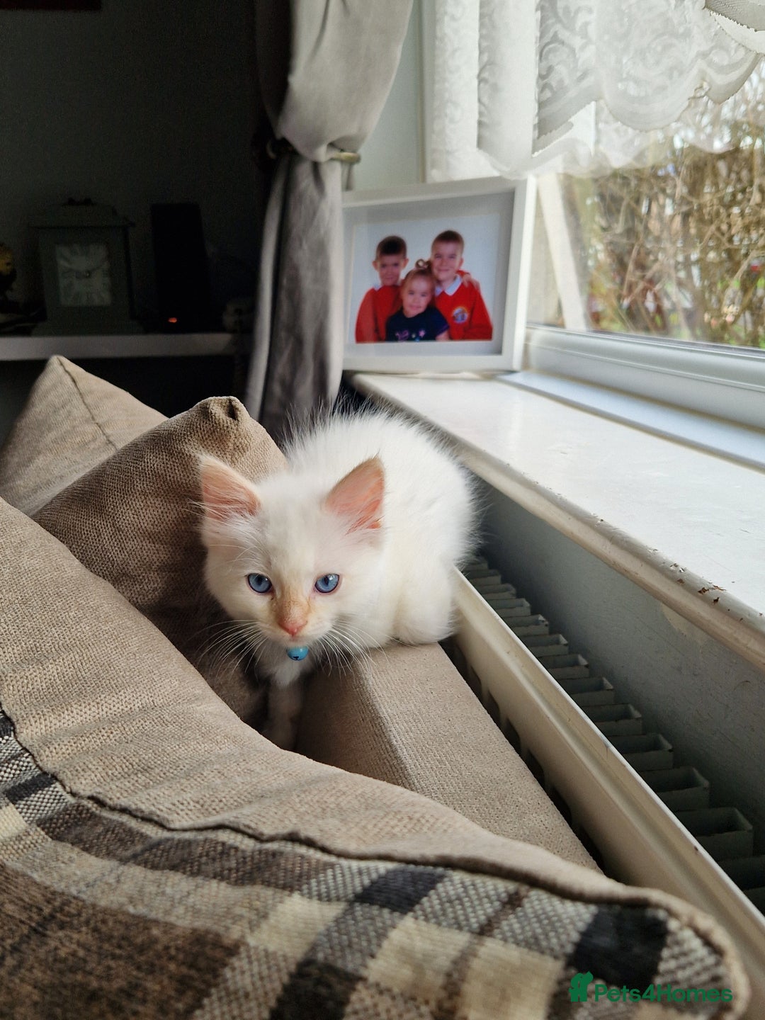 Ragdoll cats for sale: Beautiful Ragdoll Kitten  - Image 15