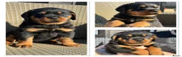 Rottweiler dogs for sale: Kc, dna, hips, elbows, eye tested parents  - Advert 1