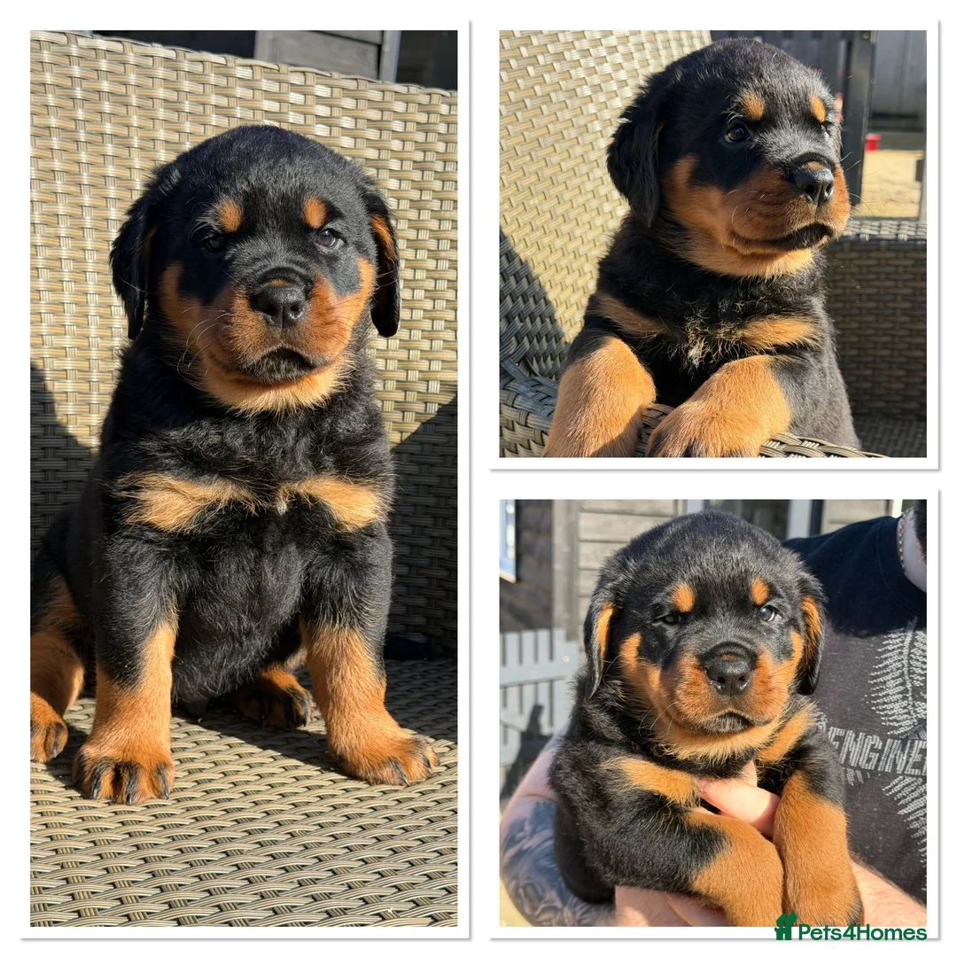Rottweiler dogs for sale: Kc, dna, hips, elbows, eye tested parents  - Advert 1
