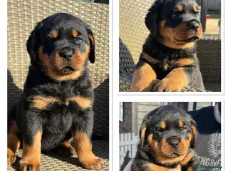 Rottweiler dogs Kc, dna, hips, elbows, eye tested parents - Advert 20