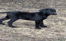 Labrador Retriever dogs for sale:  labrador retriever pups - Image 2