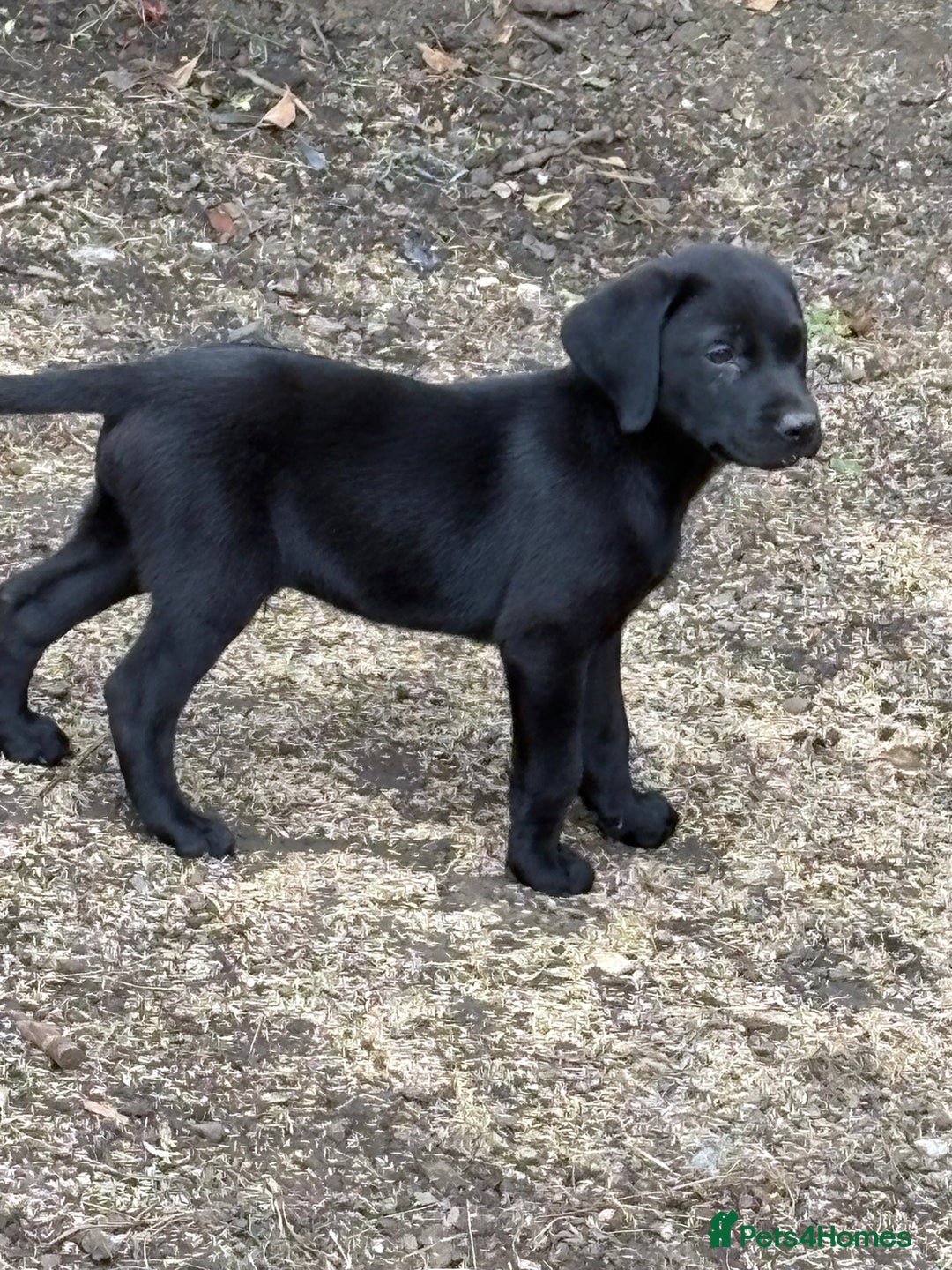 Labrador Retriever dogs for sale:  labrador retriever pups - Image 2