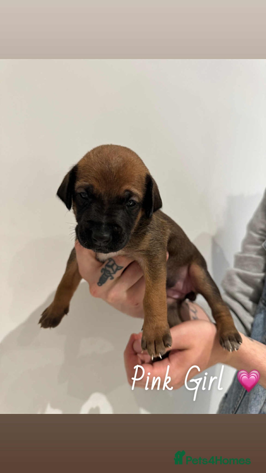 Mixed Breed dogs for sale: Doberman X XL Bully  - Image 5