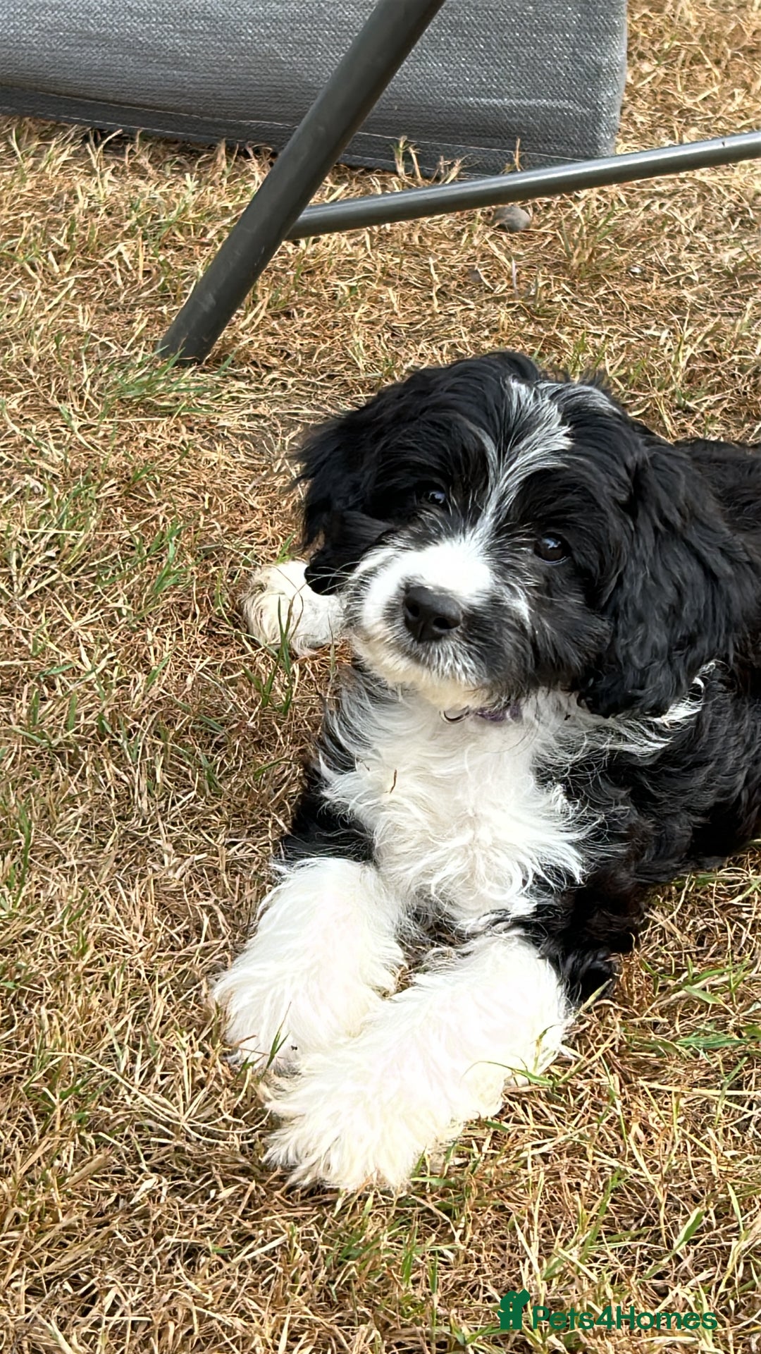 Cavapoo dogs for sale: *READY TO GO* F1 Cavapoos  - Image 1
