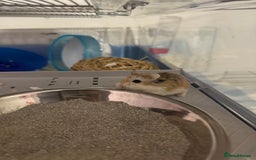 Hamster rodents for sale: Male robo hamster  - Image 5