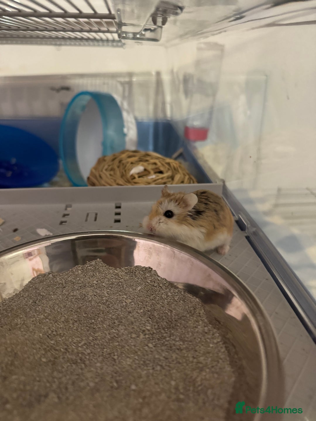 Hamster rodents for sale: Male robo hamster  - Image 5