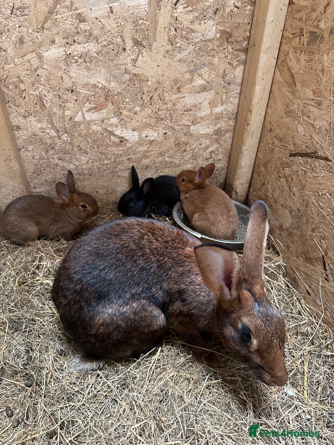 Belgian Hares rabbits for sale: 5 baby belgian hares - Image 2