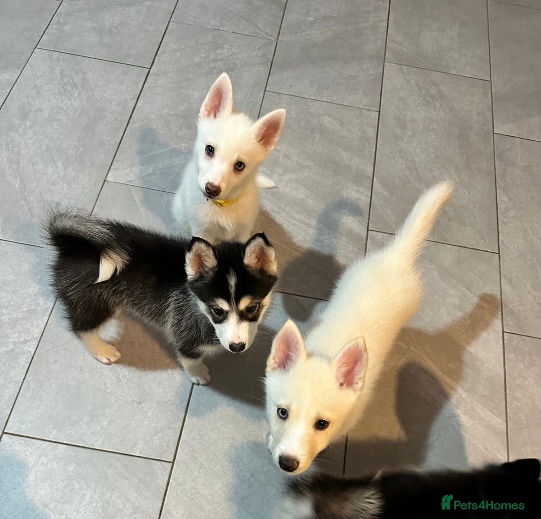 Pomsky dogs for sale: READY SMALL F4 POMSKY - Advert 12