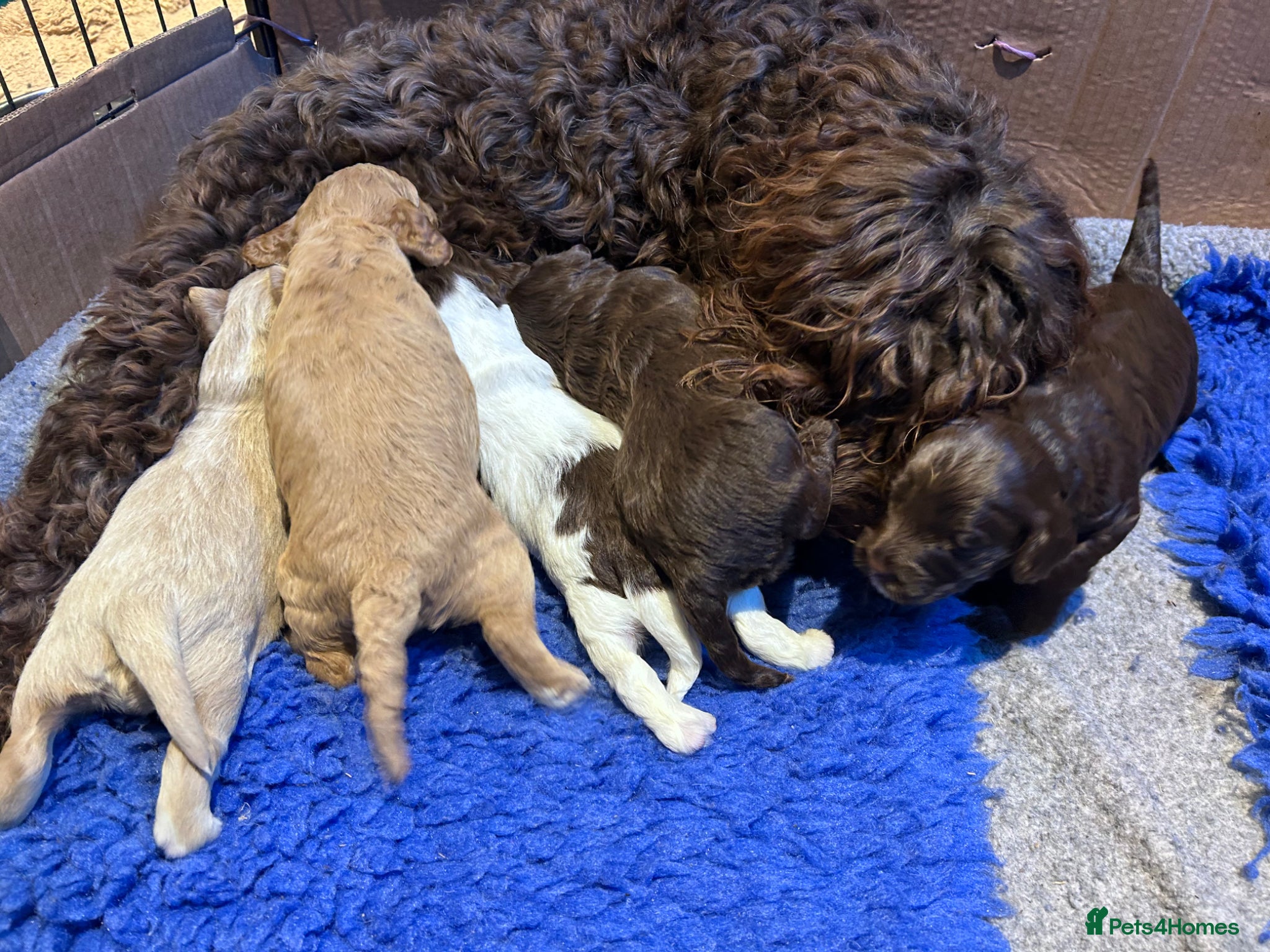 Mixed Breed dogs Double Doodles/Sproodle x Cockapoo - Advert 20