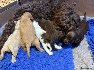 Mixed Breed dogs Double Doodles/Sproodle x Cockapoo - Advert 6