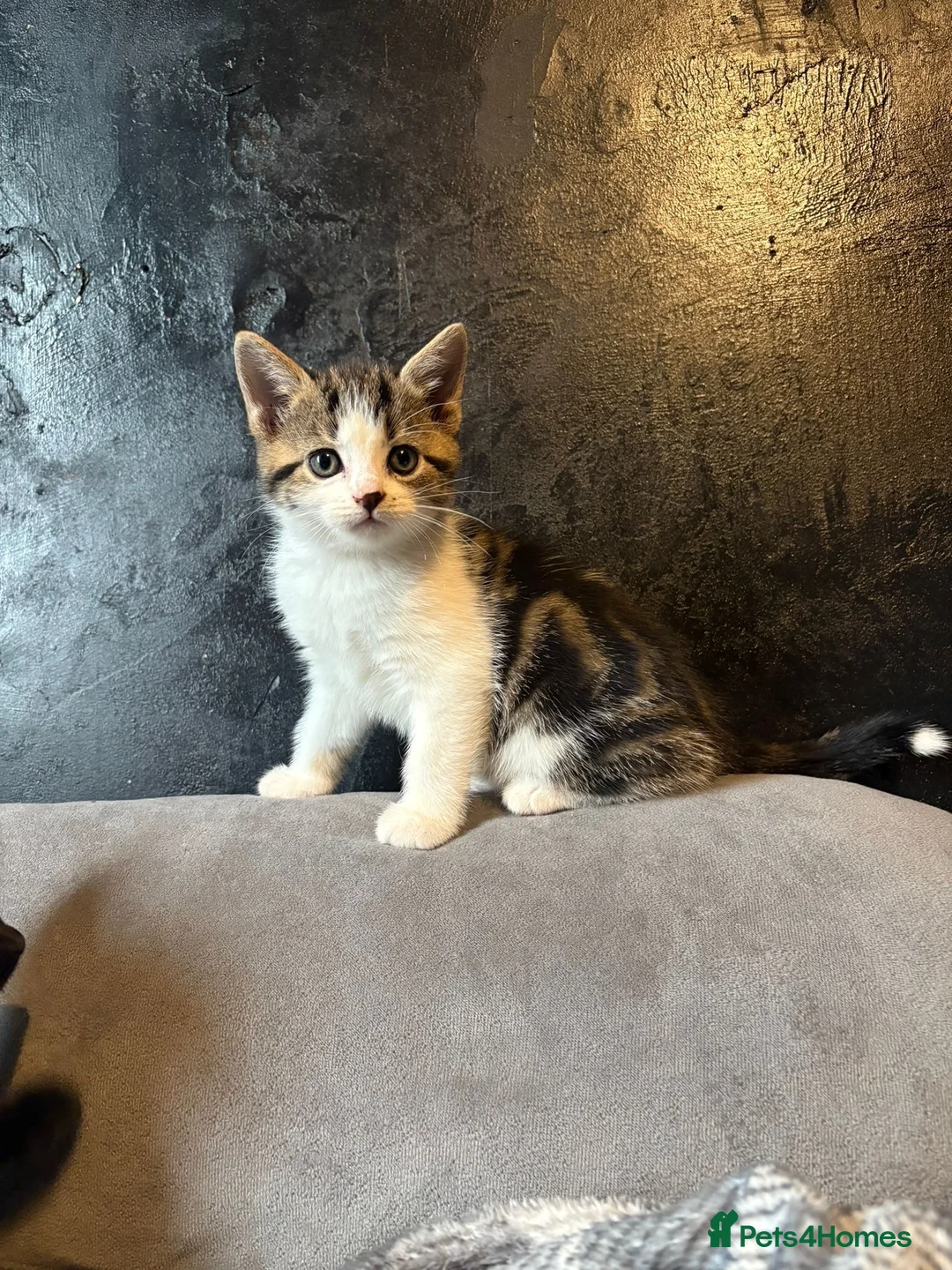 British Shorthair cats for adoption: 💔 RESCUE CRISIS KITTENS 💔 - Advert 13