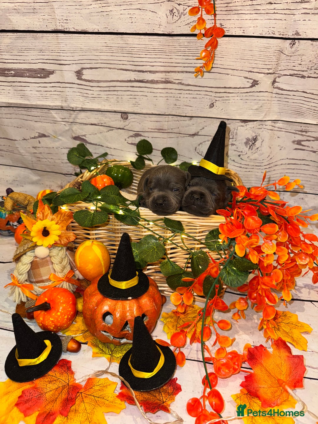 Staffordshire Bull Terrier dogs for sale: Black to blue health tested Staffords - Advert 20