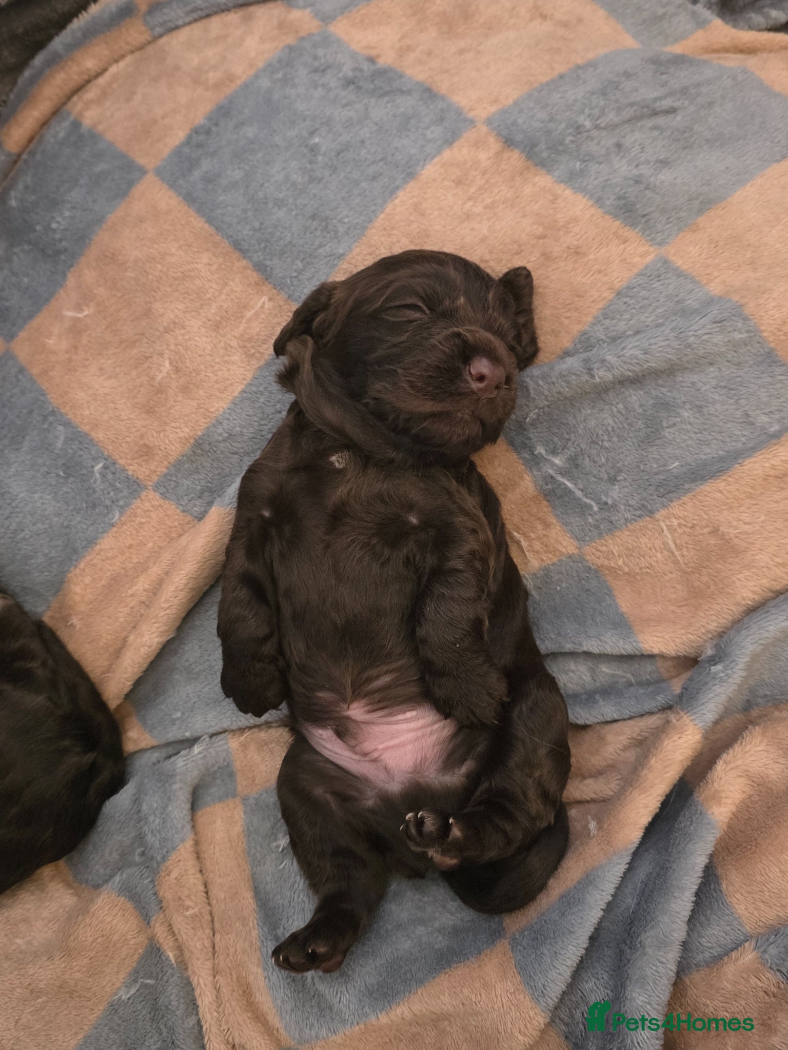 Cocker Spaniel dogs for sale: KC Reg Working Cocker Spaniel Pups ** 1 Boy Left** - Advert 39