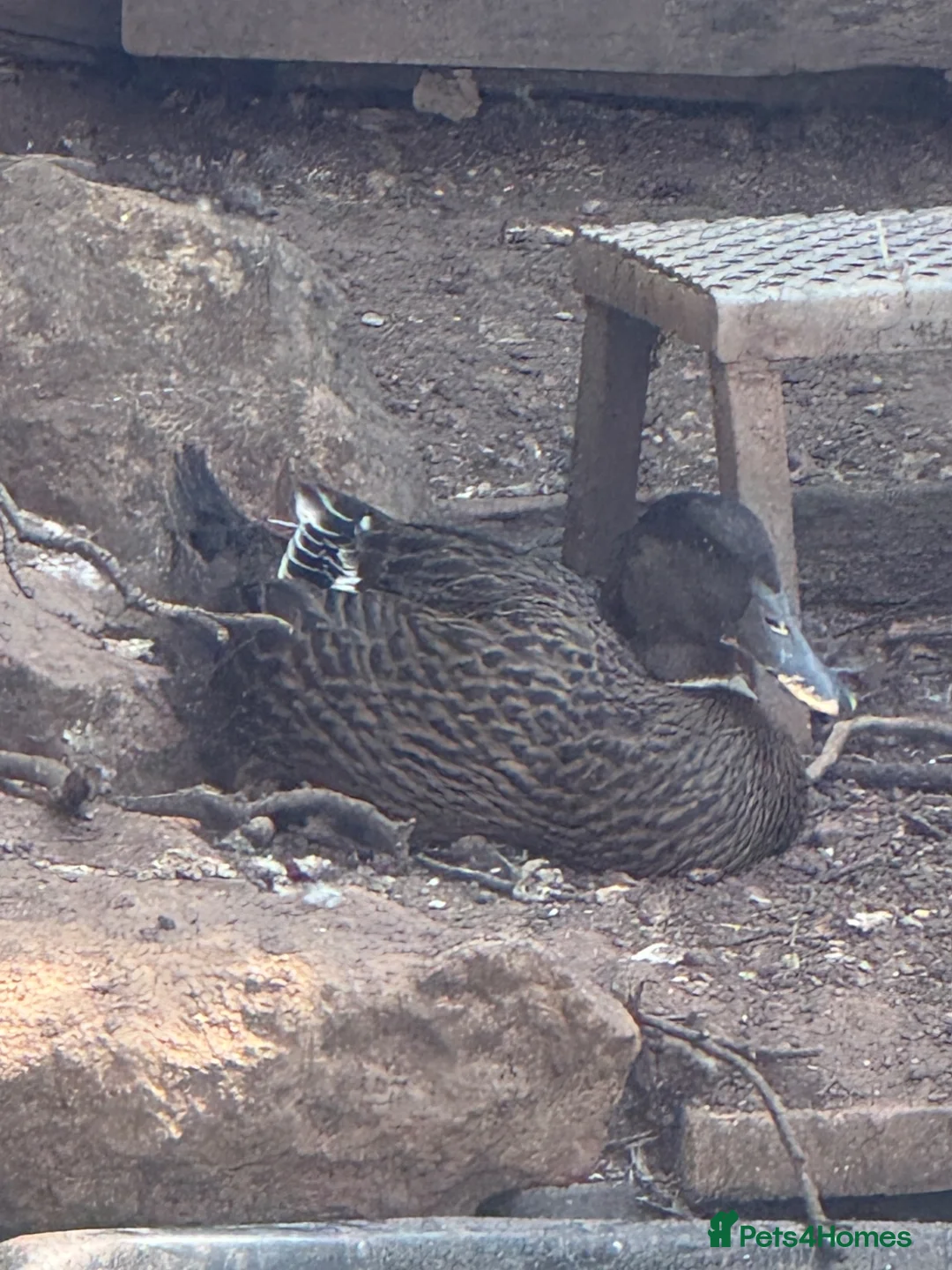 Ducks poultry for sale: Khaki Campbell crosses in Leamington Spa - Advert 2