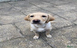 Labrador Retriever dogs for sale: kc reg Labrador retriever  in Wigton - Image 1