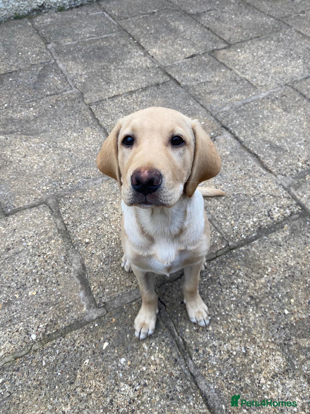 Labrador Retriever dogs for sale: kc reg Labrador retriever  in Wigton - Image 1