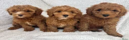 Cavapoo dogs for sale: Red toy cavapoo  - Advert 5
