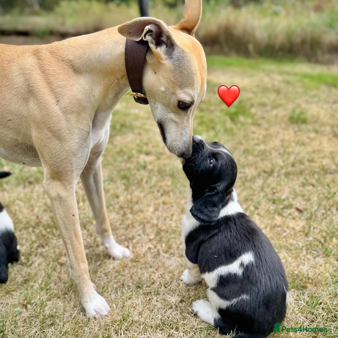 English Springer Spaniel dogs for sale: Springer Spaniel Puppies - Image 15