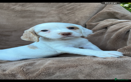 Cocker Spaniel dogs for sale: Gorgeous kc registered cocker spaniel puppies - Image 27