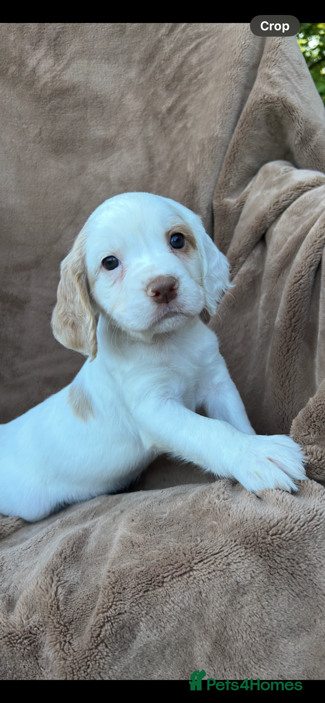Cocker Spaniel dogs for sale: Gorgeous kc registered cocker spaniel puppies - Image 27