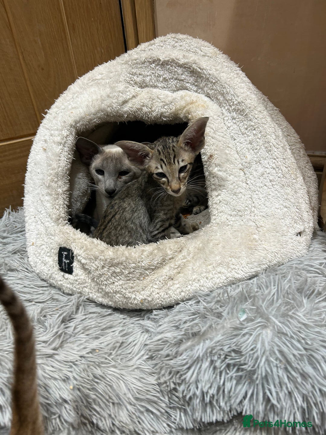 Oriental cats for sale: Gorgeous Black Tabby Male Kitten - Advert 8