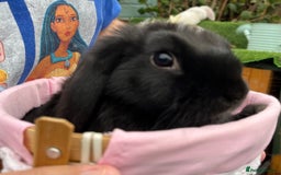 Mini Lop rabbits for sale: Autumn babies - Image 7