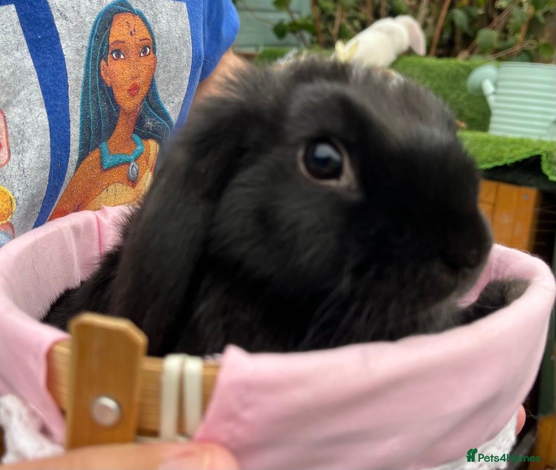Mini Lop rabbits for sale: Autumn babies - Image 7