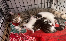 Mixed Breed cats for sale: Kittens ready to leave  - Image 4