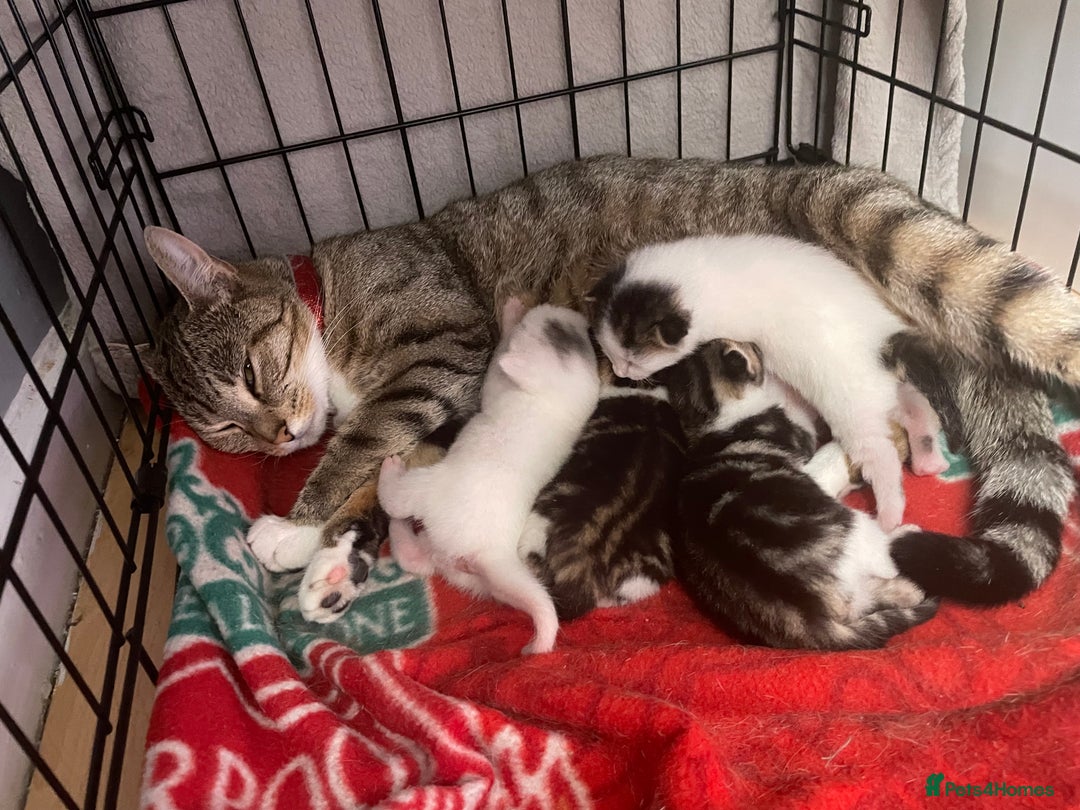 Mixed Breed cats for sale: Kittens ready to leave  - Image 4