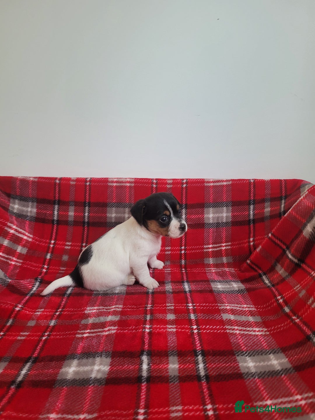 Mixed Breed dogs for sale: Jack Russell 3/4 1/4 chihuahua - Advert 7