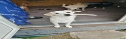 Mixed Breed dogs for adoption: ❤️ SUMMER❤️ – YOUR CHANCE TO HAVE SUMMER FOREVER - Advert 3