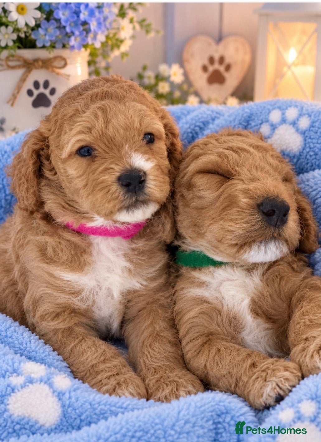 Cockapoo dogs 1 boy / 1 girl Beautiful f2b cockerpoos - Advert 17