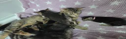 Mixed Breed cats for sale: Beautiful kittens looking for their forever homes  - Advert 11