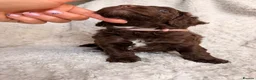 Cockapoo dogs for sale: F1b Cockapoos. Both Parents Health Tested  - Advert 12