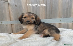 Mixed Breed dogs for sale: 🤎 BABY POOGLES (beagleXminiature poodle)🤎 in Rhayader - Image 12