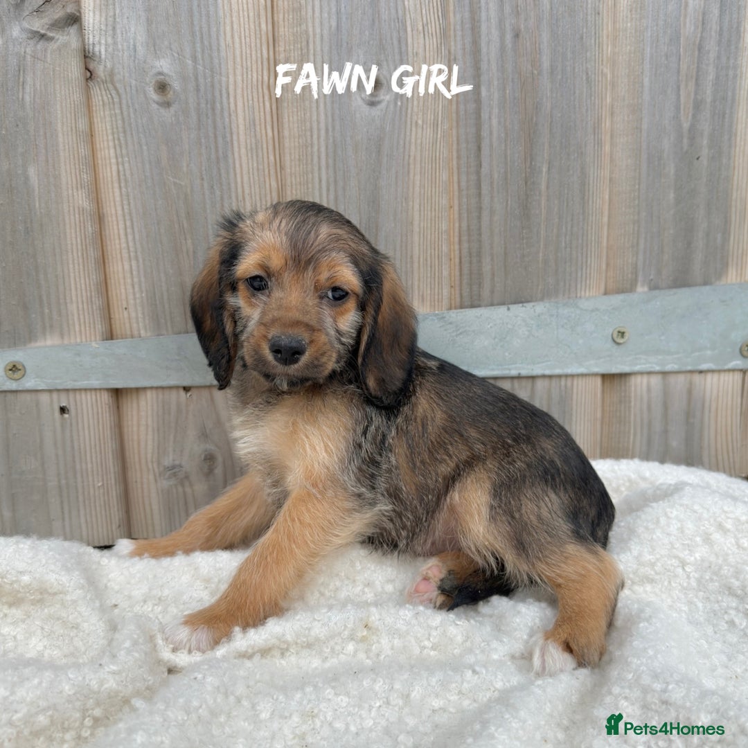 Mixed Breed dogs for sale: 🤎 BABY POOGLES (beagleXminiature poodle)🤎 in Rhayader - Image 12