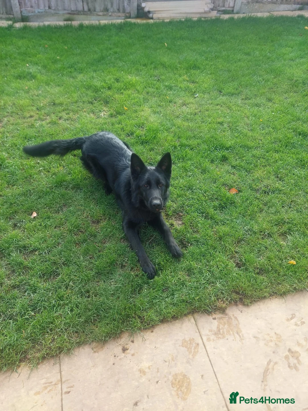 German Shepherd dogs for sale: German Shepherd  - Advert 2