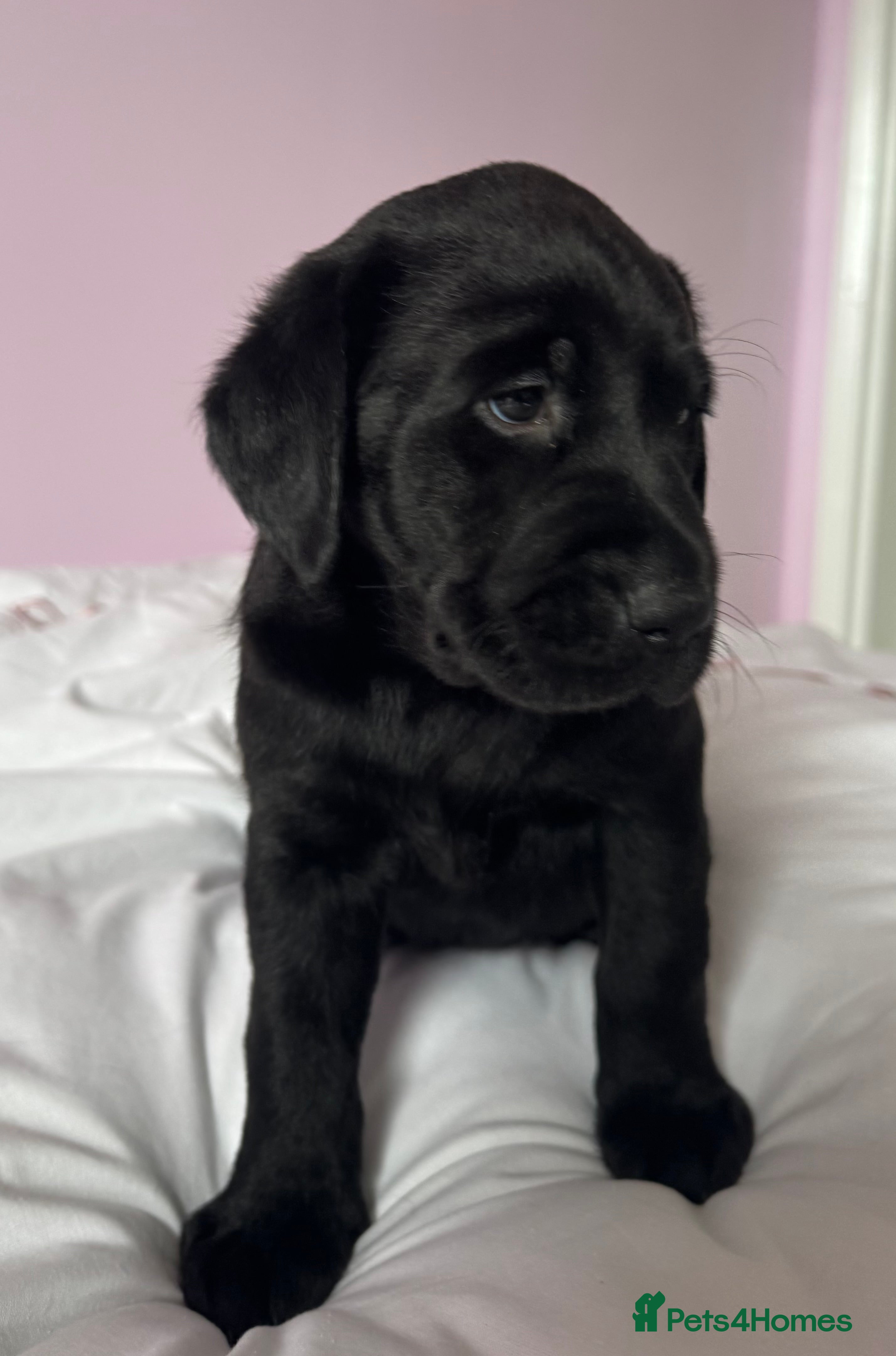 Labrador Retriever dogs for sale: Labrador pups fox red and black  - Advert 3
